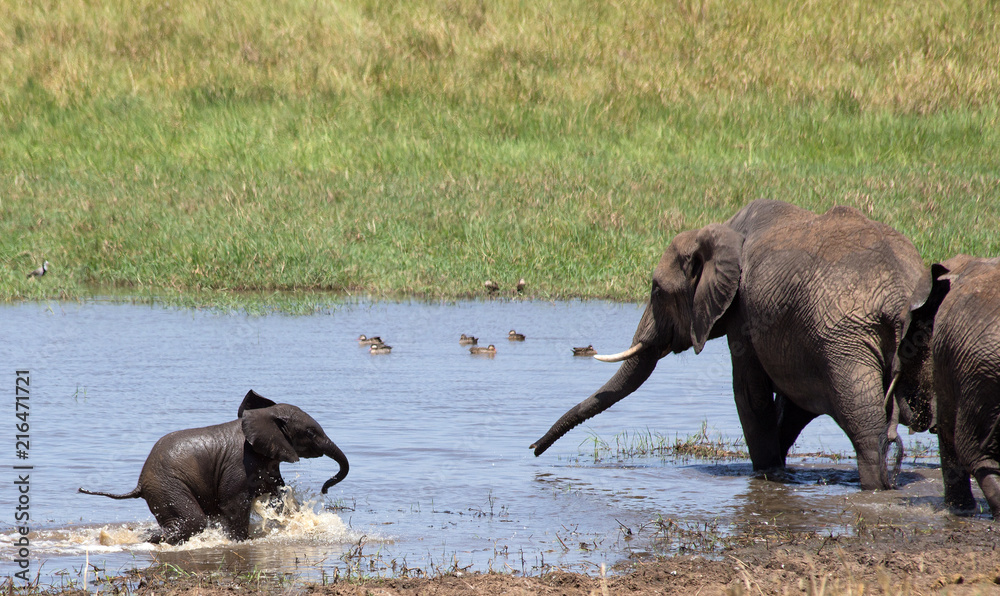 Elephants (Loxodonta africana) playing and drinking in water - Tanzania.