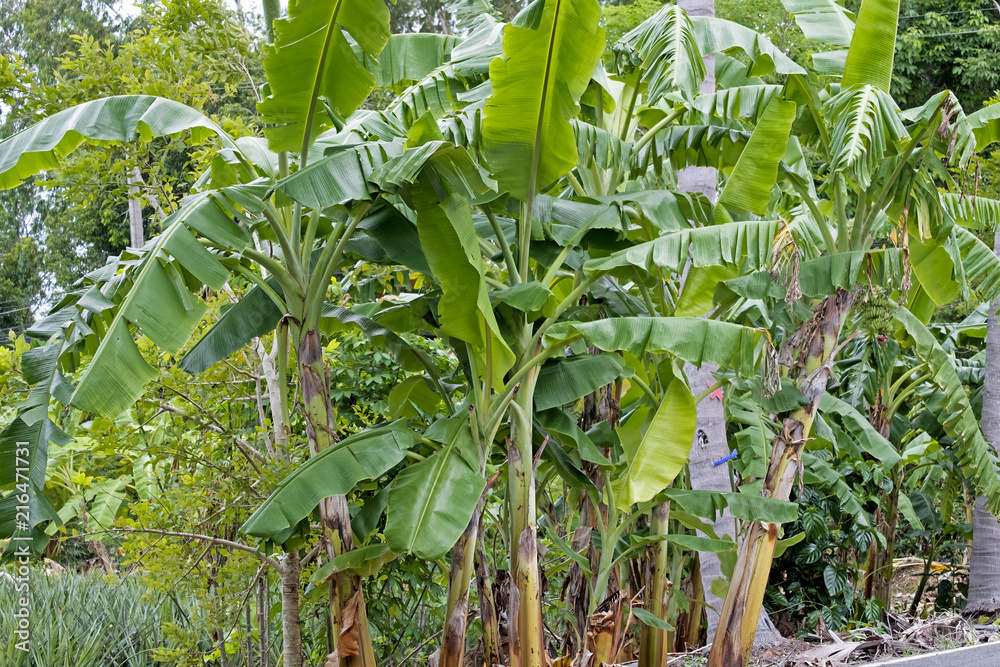 Bunch of banana, banana tree background Bunch of banana, banana tree background
