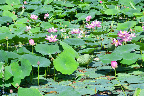 Komarov Lotus, or nut-bearing Lotus (Nelumbo komarovii, Nelumbo nucifera) on a small lake in the village of Novogordeevka. Anuchinsky district, Primorsky Krai photo