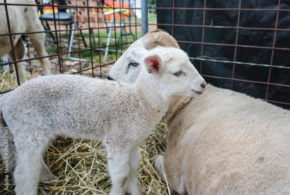 baby lamb and mother sheep bond in a pen at a country show
