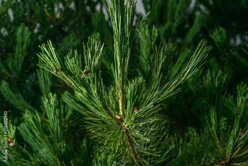 Pine branches with fir-cone. Selective focus.