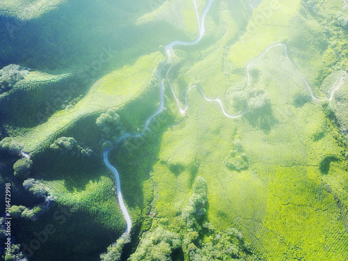 Aerial view of green tea plantation with dramatic  morning sunlight. © nelzajamal