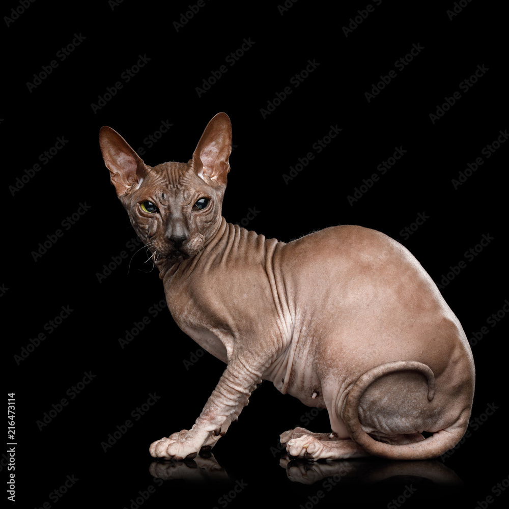 Sphynx Cat Sitting Curious Looks Isolated on Black Background, side view Sphynx Cat Sitting Curious Looks Isolated on Black Background, side view