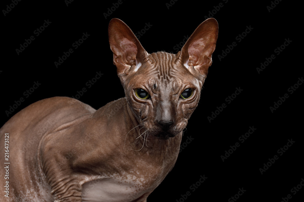 Closeup Brown Sphynx Cat with wrinkles, , Isolated on Black Background, front view