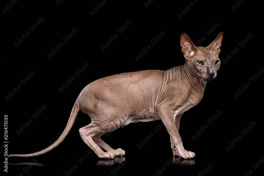 Sphynx Cat Walk and Looking up Isolated on Black Background, side view