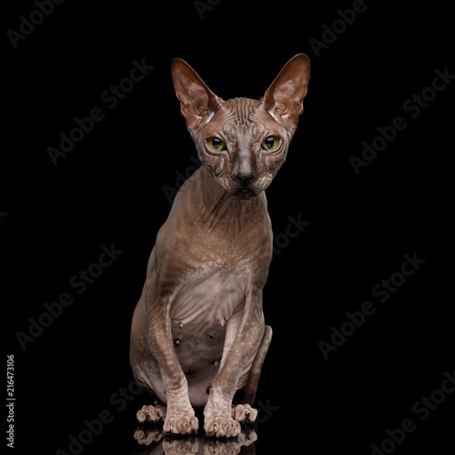 Fototapeta Naklejka Na Ścianę i Meble -  Sphynx Cat Sitting Curious Looks Isolated on Black Background, Front view