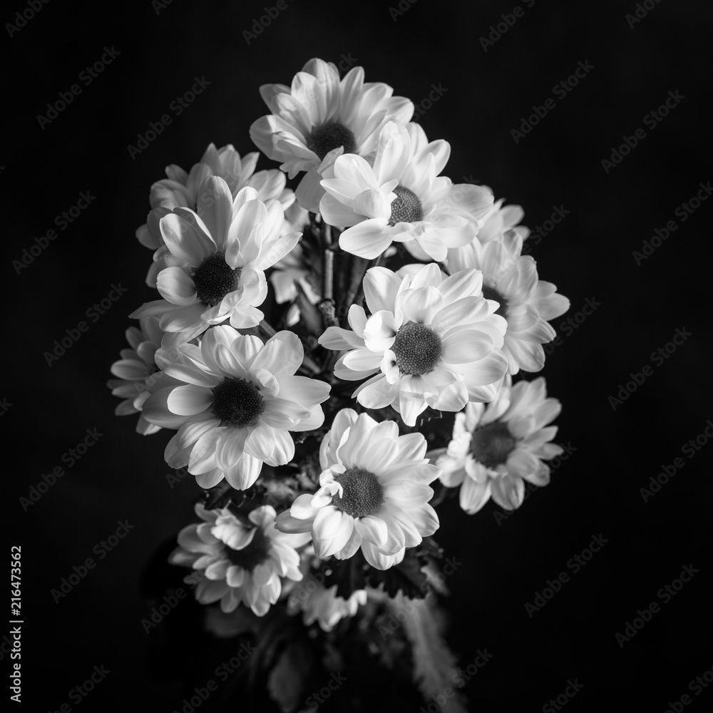 Black and white photo of chrysanthemum on dark background. Macro shot with shallow depth of field.