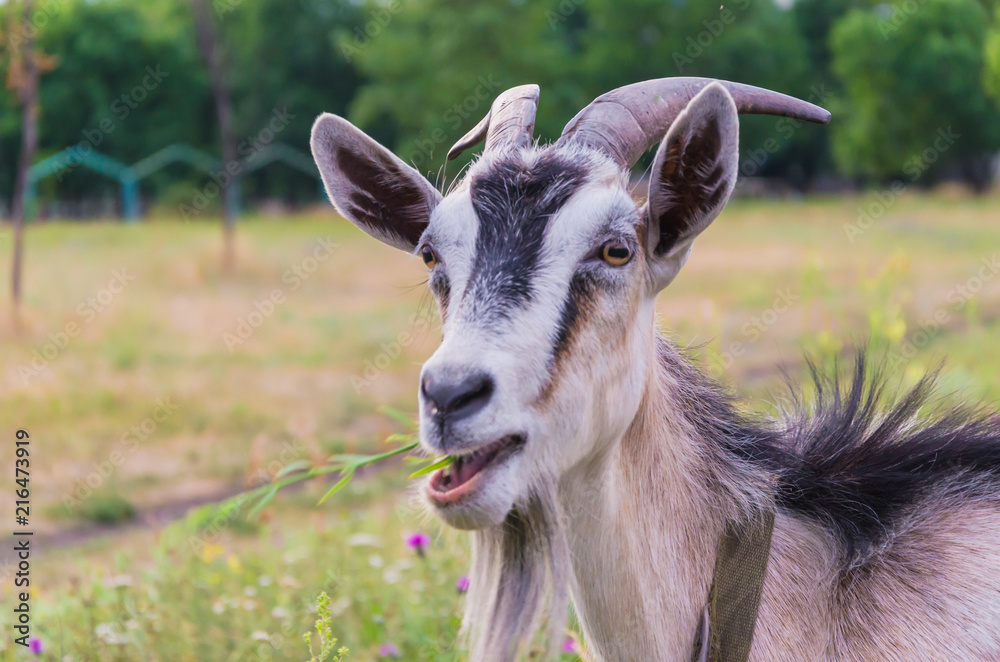 A goat chews grass on a clearing