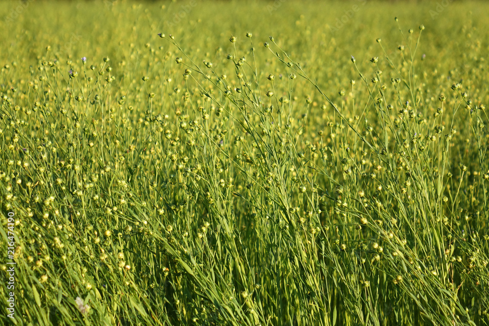 Flax field during harvest at summer day Flax field during harvest at summer day