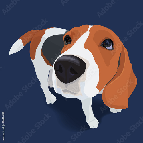 Portrait of adorable beagle dog with shadow on blue background.