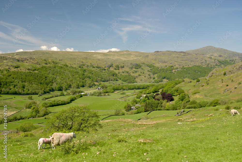 Sheep and lambs in Duddon Valley, Lake District