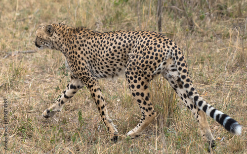 cheetah