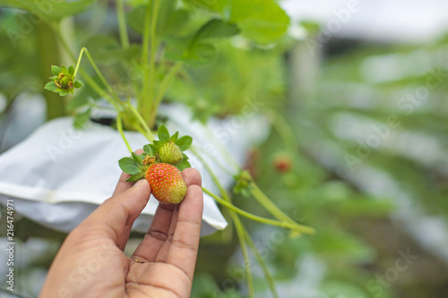 Self pick fresh strawberry at farm.