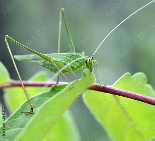 tuscany, big green locust, tettigonia viridissima, eats a green leaf of a plant