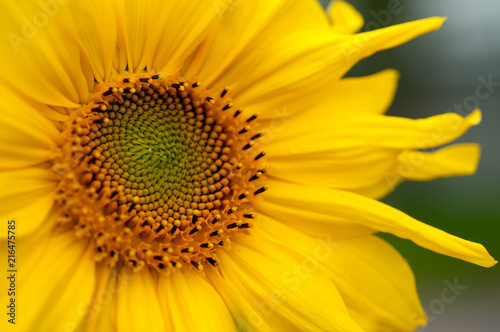 sunflower on a sunny day