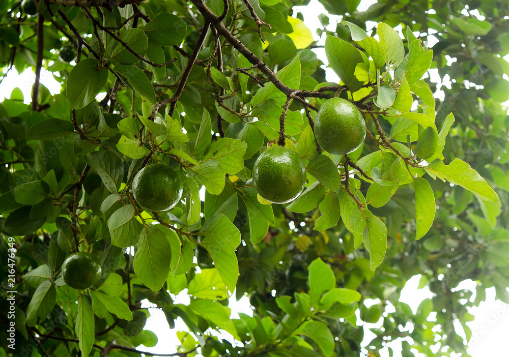 Avocado on the tree