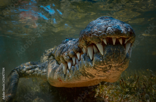 Canvas Print Crocodile underwater shot