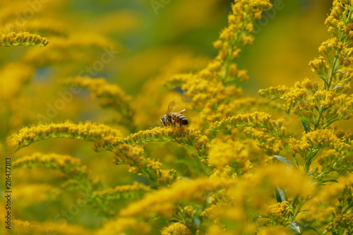 Goldrute mit Biene © Silvia
