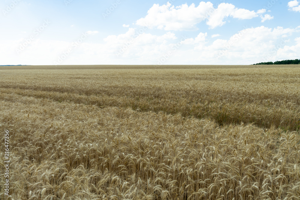 Field of ripe wheat against the blue sky with white clouds.Agriculture scene