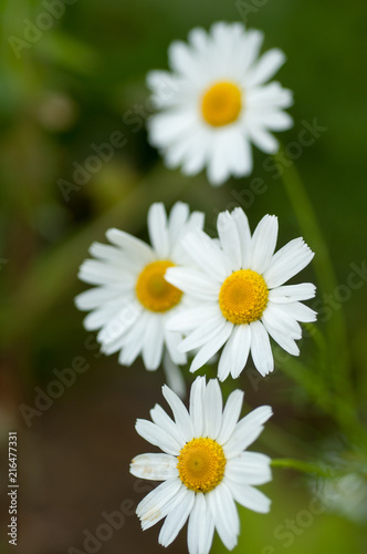 wild flowers chamomile