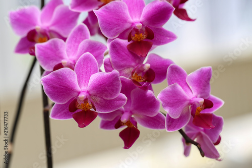 Fototapeta Naklejka Na Ścianę i Meble -  Beautiful purple orchid flowers