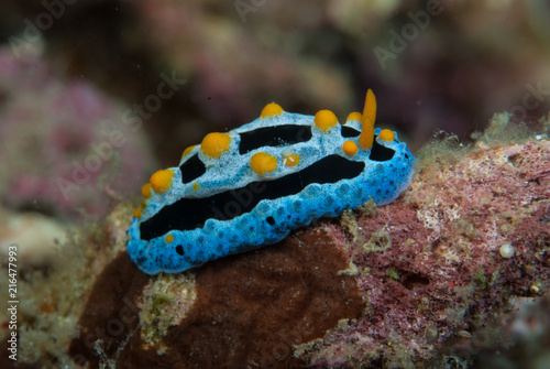 Phyllidia exquisita Nudibranch photo