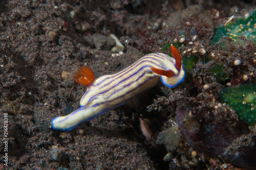 Hypselodoris whitei Nudibranch photo