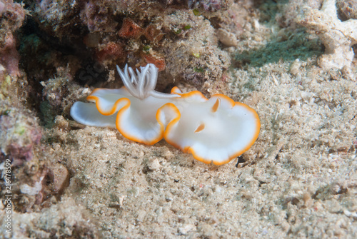 Ardeadoris cf. averni Nudibranch