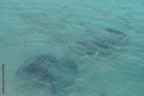 Close encounter with stingrays along the shallow water of a beach in The Maldives