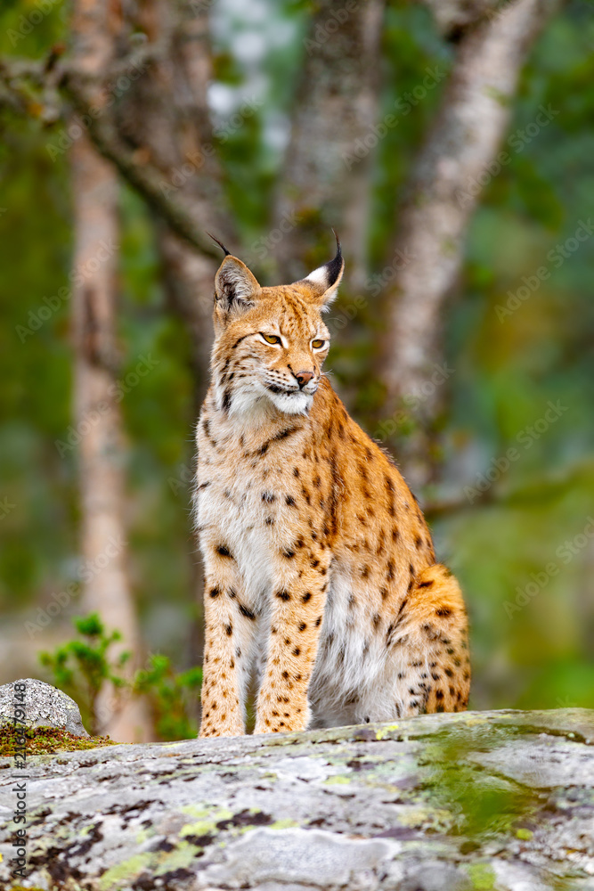 Eurasian lynx sitting on a rock in forest at summer Eurasian lynx sitting on a rock in forest at summer