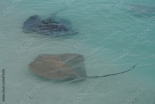 Stingrays along the shoreline of a beach in The Maldives