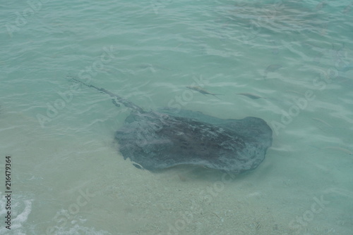 Stingrays along the shoreline of a beach in The Maldives