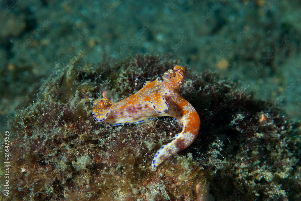 Ceratosoma Nudibranch Ceratosoma Nudibranch