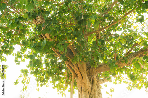 Bodhi Tree  isolated against a over white background	 photo