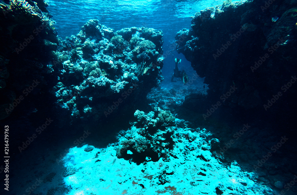 a man is swimming among coral reefs a man is swimming among coral reefs