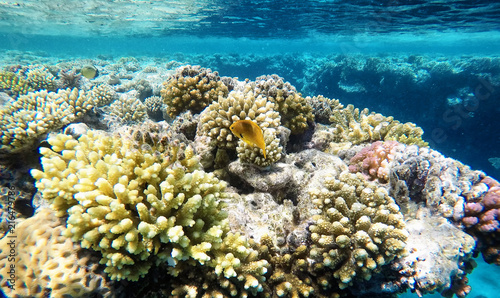 Nice coloured coral reef, under the water
