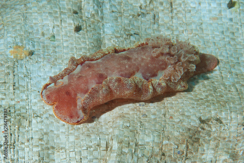 Spanish Dancer Nudibranch photo