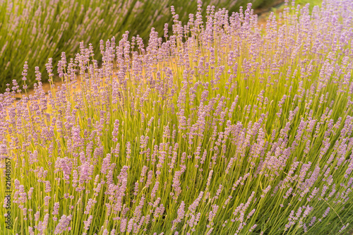 Fototapeta Naklejka Na Ścianę i Meble -  Beautiful purple colour full bloom lavender field, natural landscape background