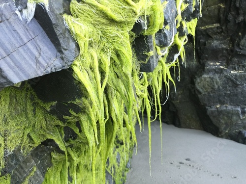 Green moss on rocks