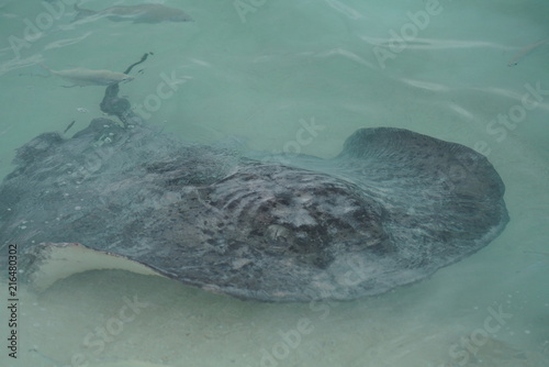 Stingray along the shoreline of a beach in The Maldives