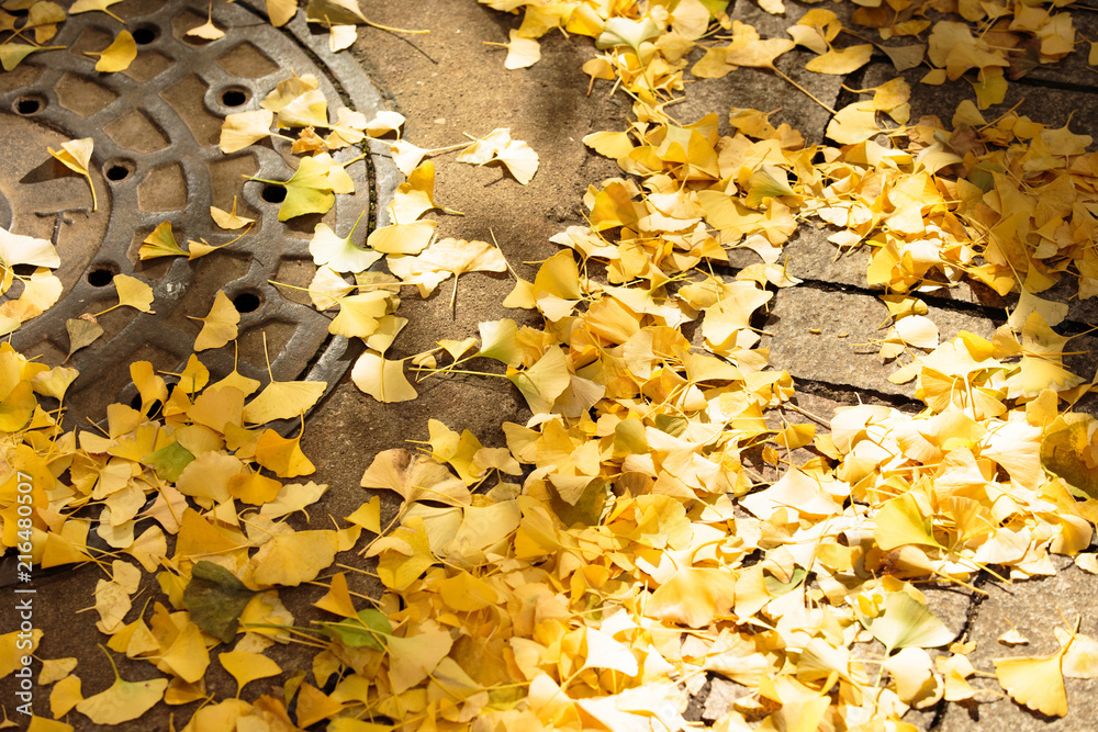 Obraz premium 東京・駒場東大のイチョウ並木