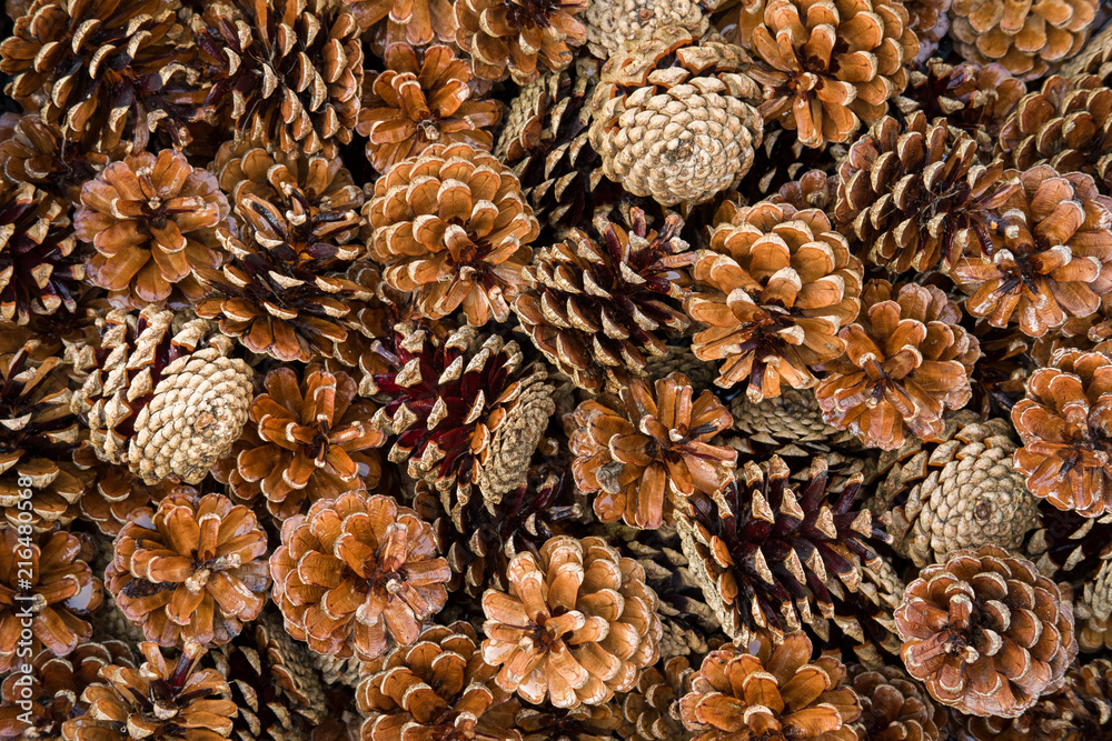 pile of pine cones - obrazy, fototapety, plakaty 