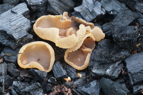 Peziza varia ascomycete fungus