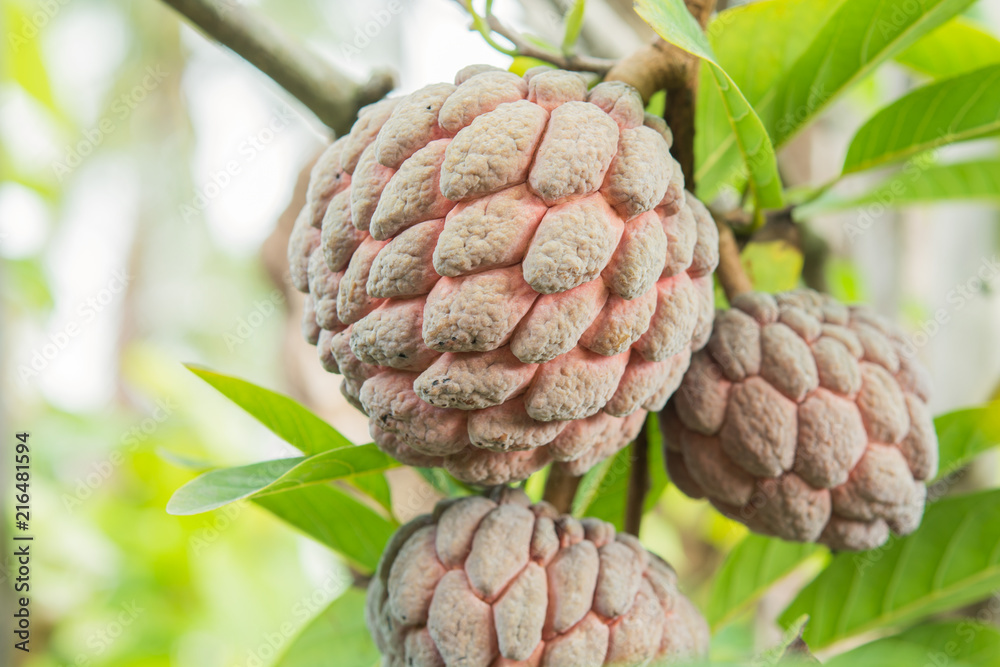 Fototapeta premium custard apple purple on a tree