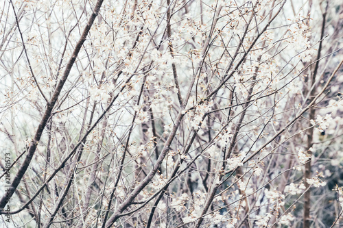 Forest and Blossom Flowers © patpitchaya