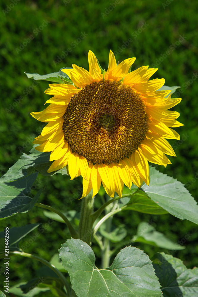 Fototapeta premium Tournesol
