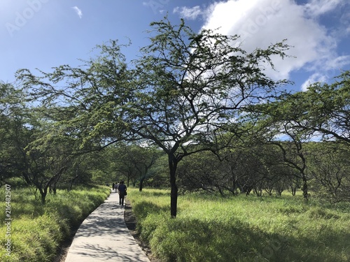 Trees in Hawaii landscape