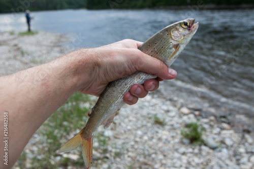 Fototapeta Naklejka Na Ścianę i Meble -  A fish in the hand against river