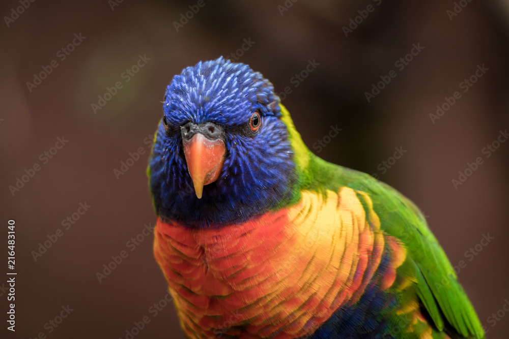 Portrait von einem farbigen Vogel Portrait von einem farbigen Vogel