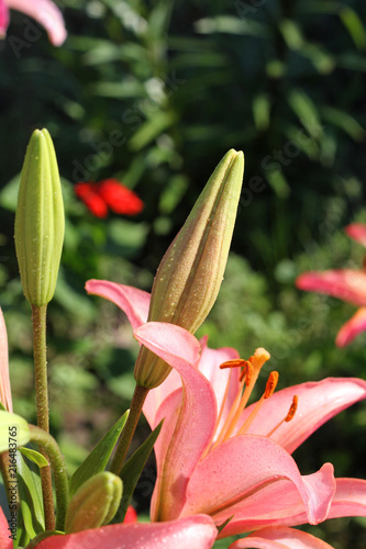 Flowers and Buds of a Lily, Drops on Petals.